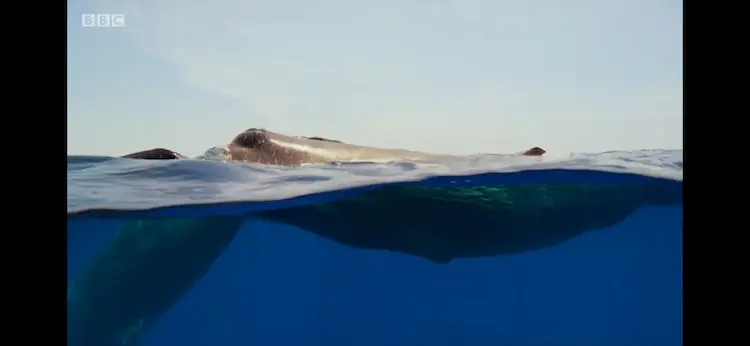 Sperm whale (Physeter macrocephalus) as shown in Blue Planet II - Our Blue Planet